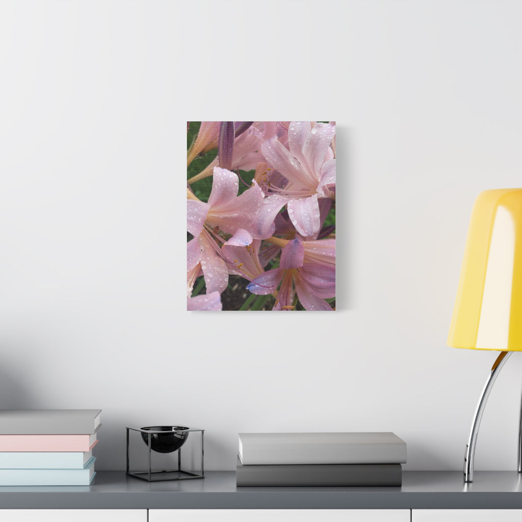 Pink Rain Lily Canvas Print — Matte Stretched Wall Art