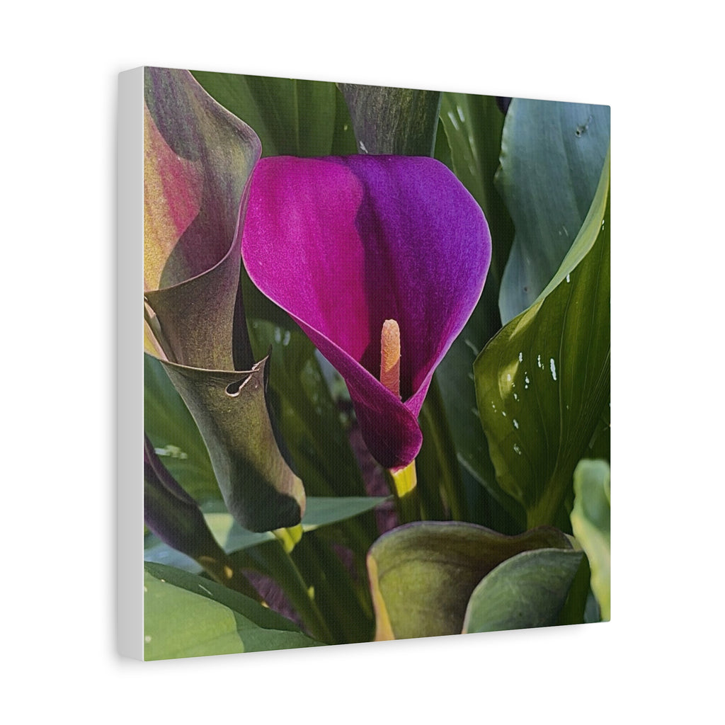 Purple Calla Lily Canvas Print