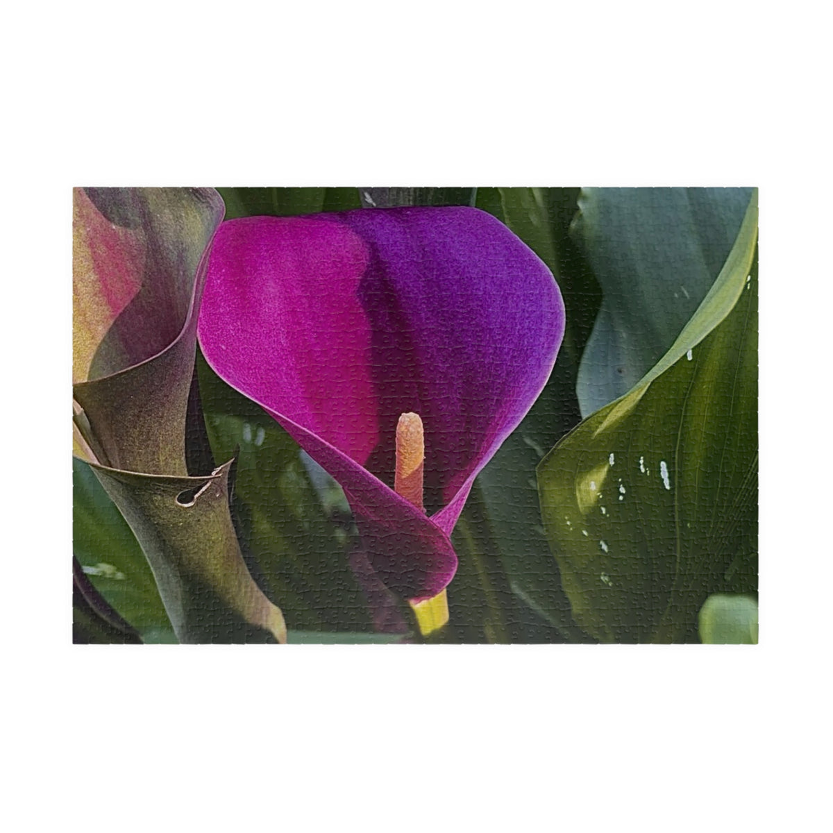 Purple Calla Lily Jigsaw Puzzle