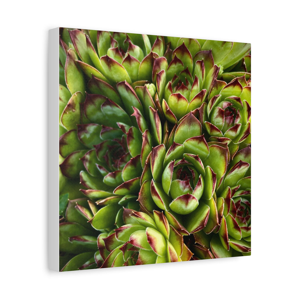Succulent Garden Canvas Print