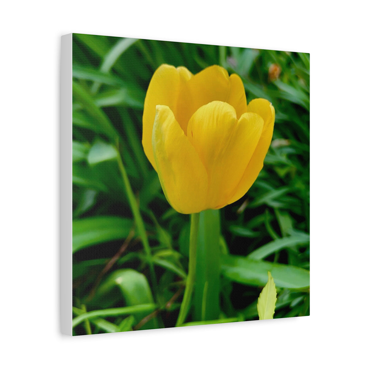 Yellow Tulip Canvas Print