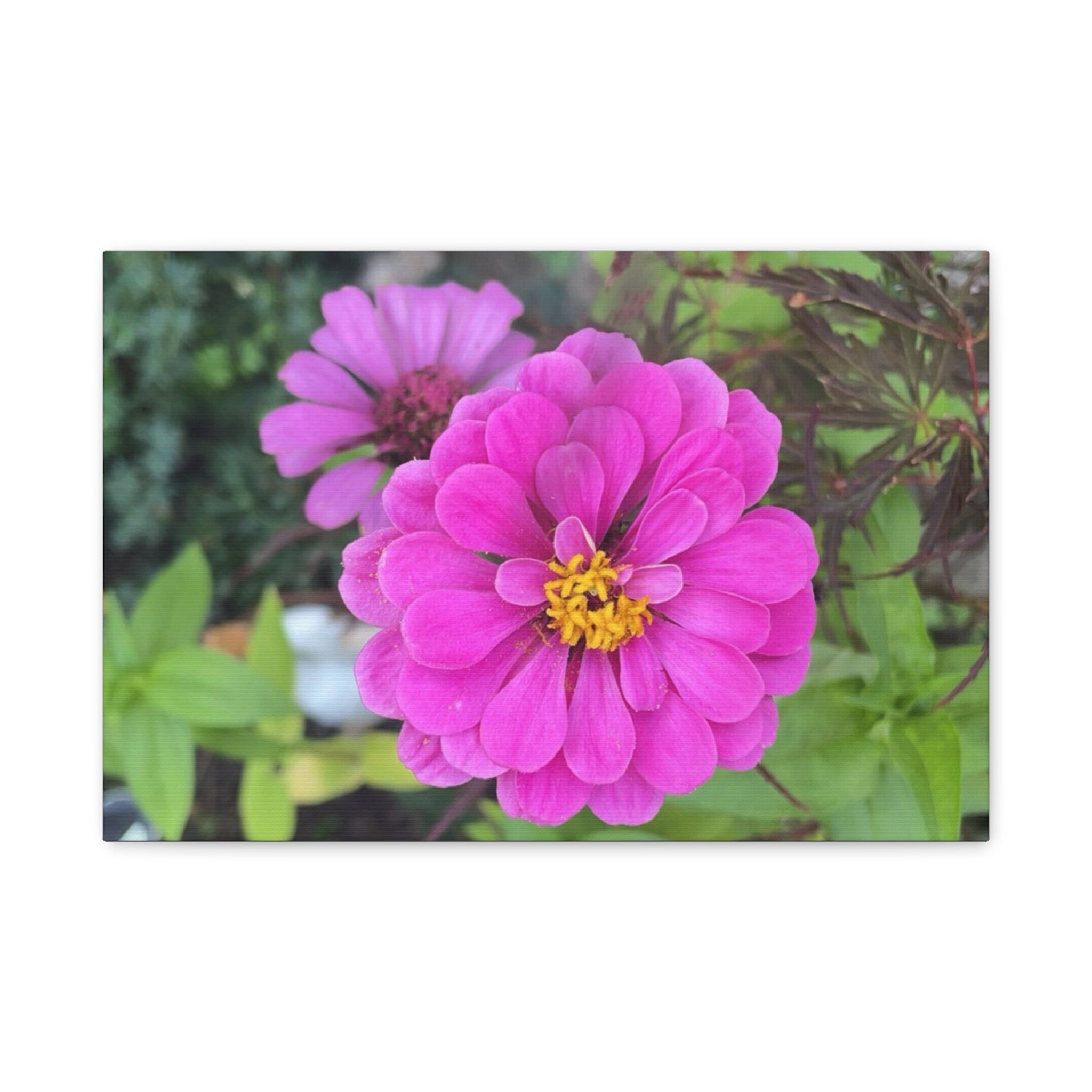 Pink Zinnia Floral Canvas Print — Matte Stretched Wall Art