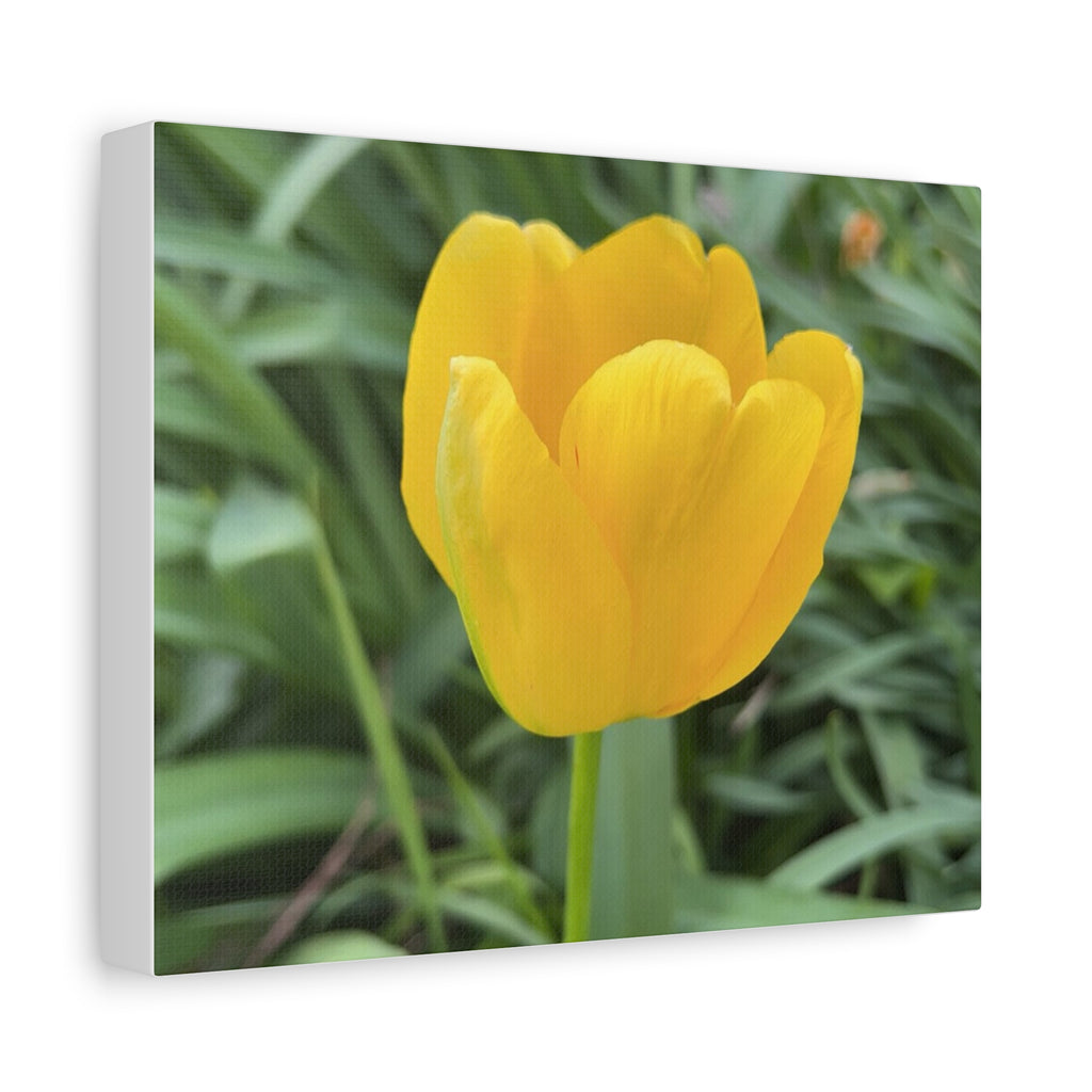 Yellow Tulip Canvas Print — Spring Floral Wall Art, Matte Stretched 1.25"