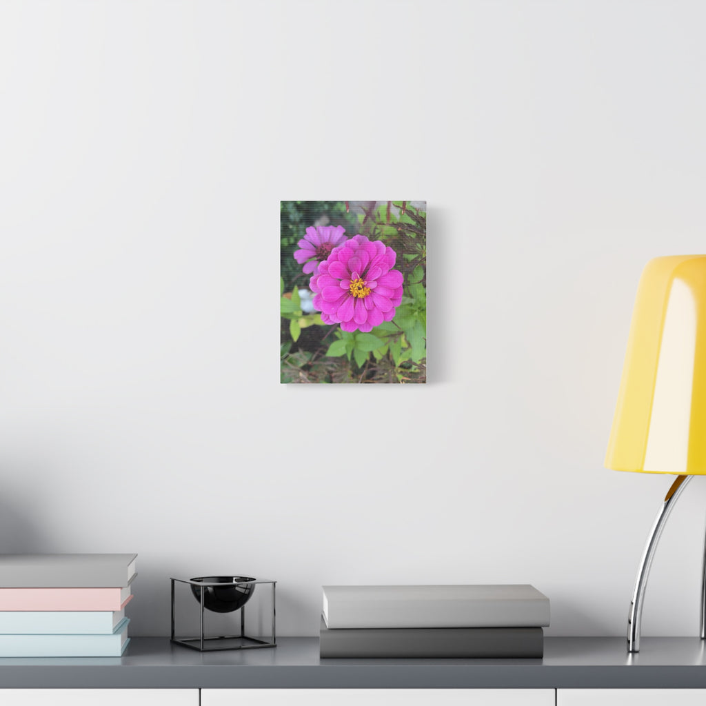 Pink Zinnia Floral Canvas Print — Matte Stretched Wall Art