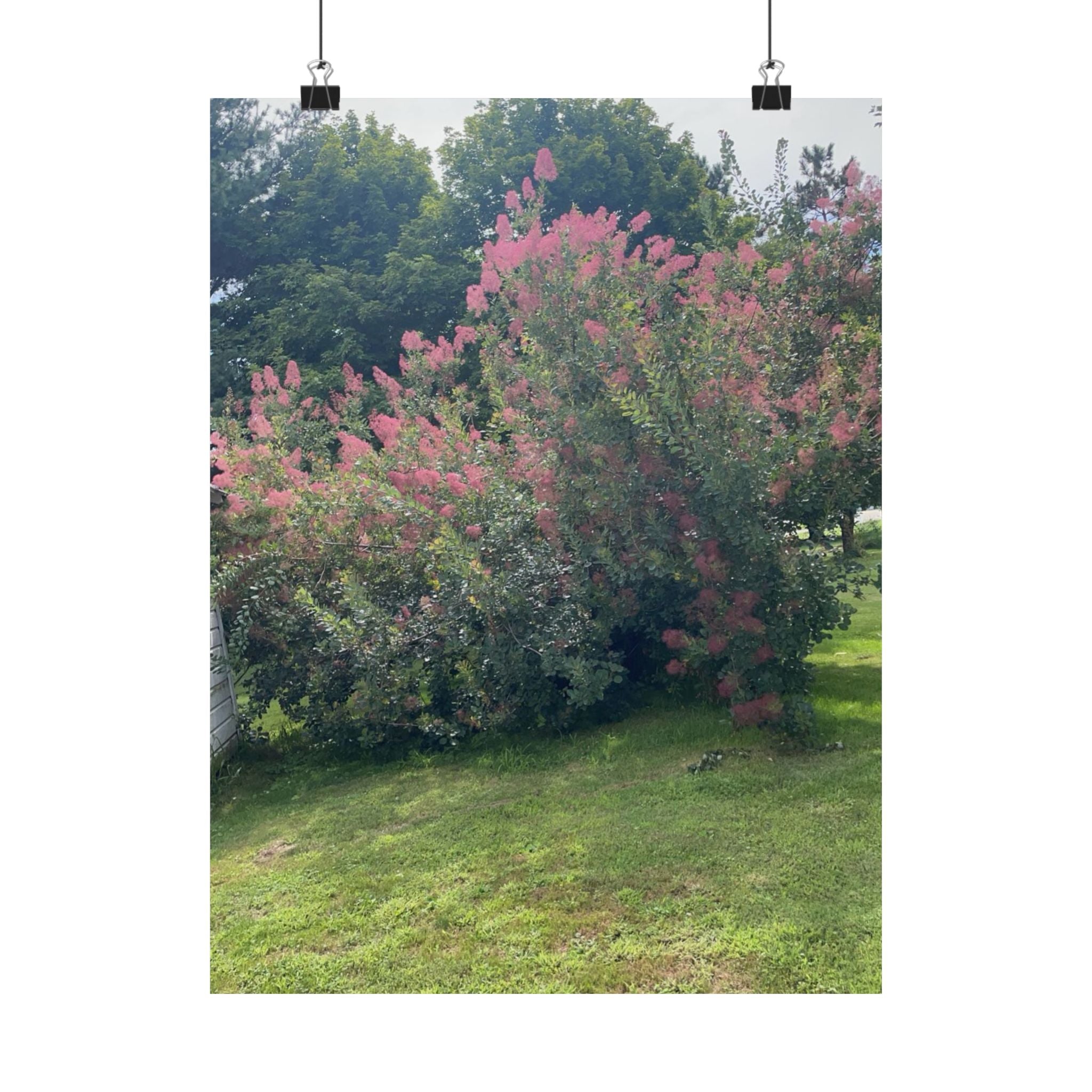 Smoke Bush Poster — Matte Vertical Floral Wall Art