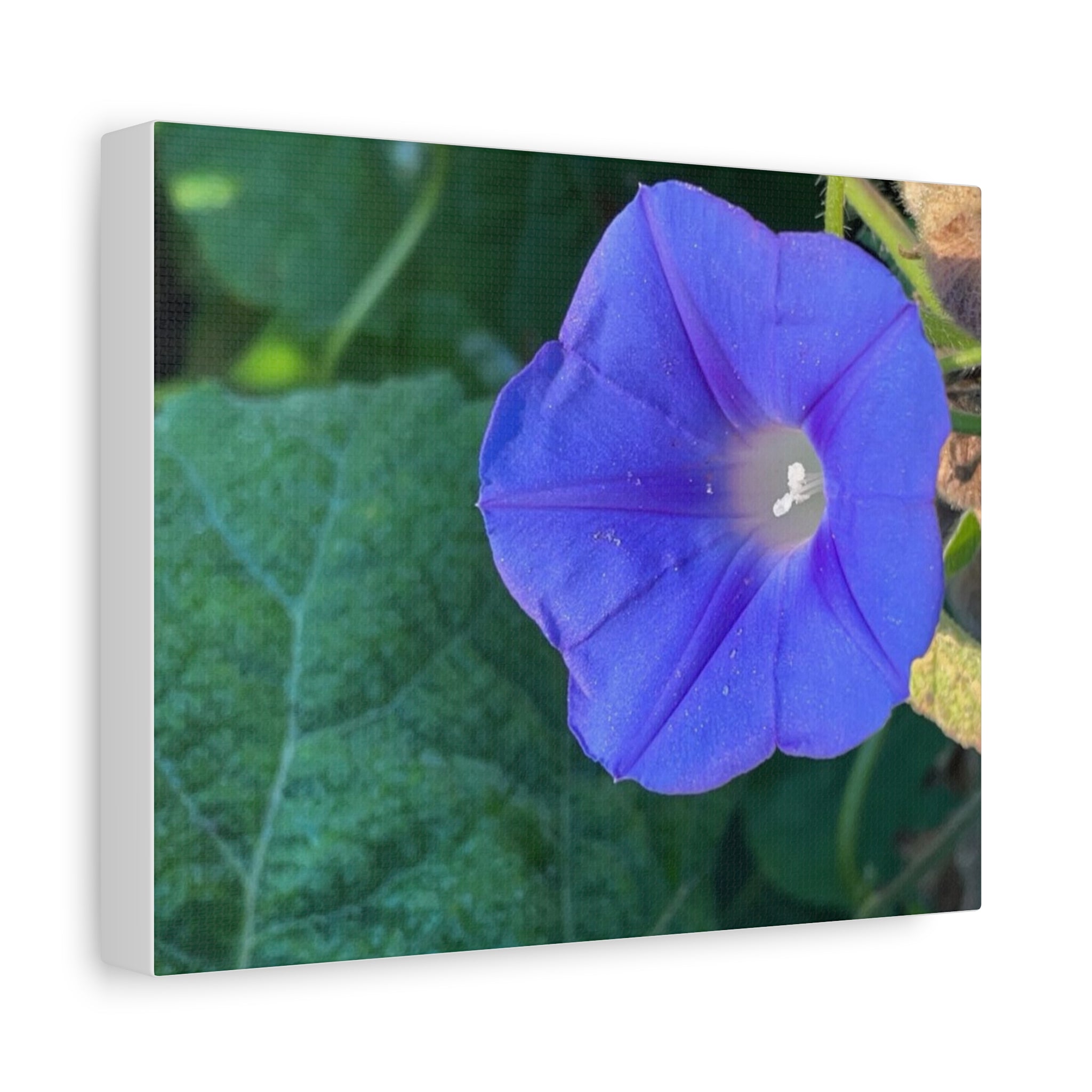 Morning Glory Canvas Wall Art — Vibrant Purple Flower Matte Stretched Canvas