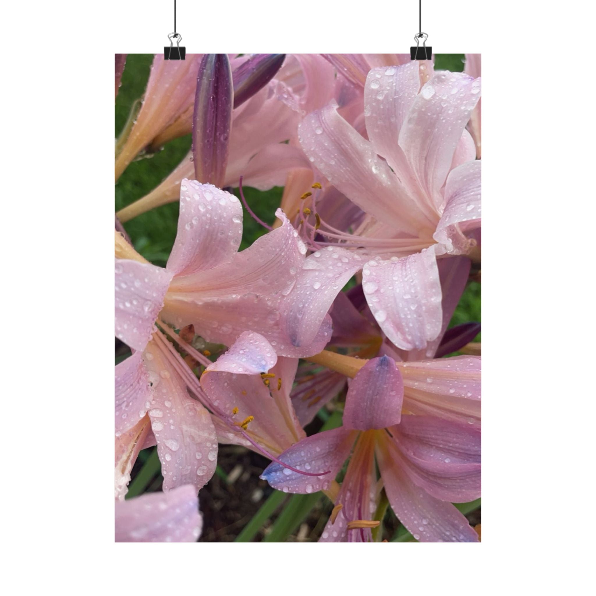 Pink Rain Lily Photo Poster — Matte Vertical Floral Wall Art