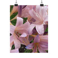 Pink Rain Lily Photo Poster — Matte Vertical Floral Wall Art