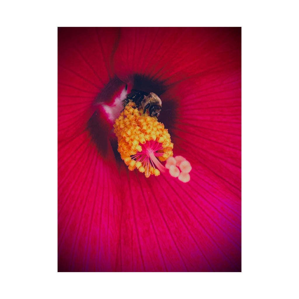 Floral Close-Up Matte Poster — Red Hibiscus with Bee