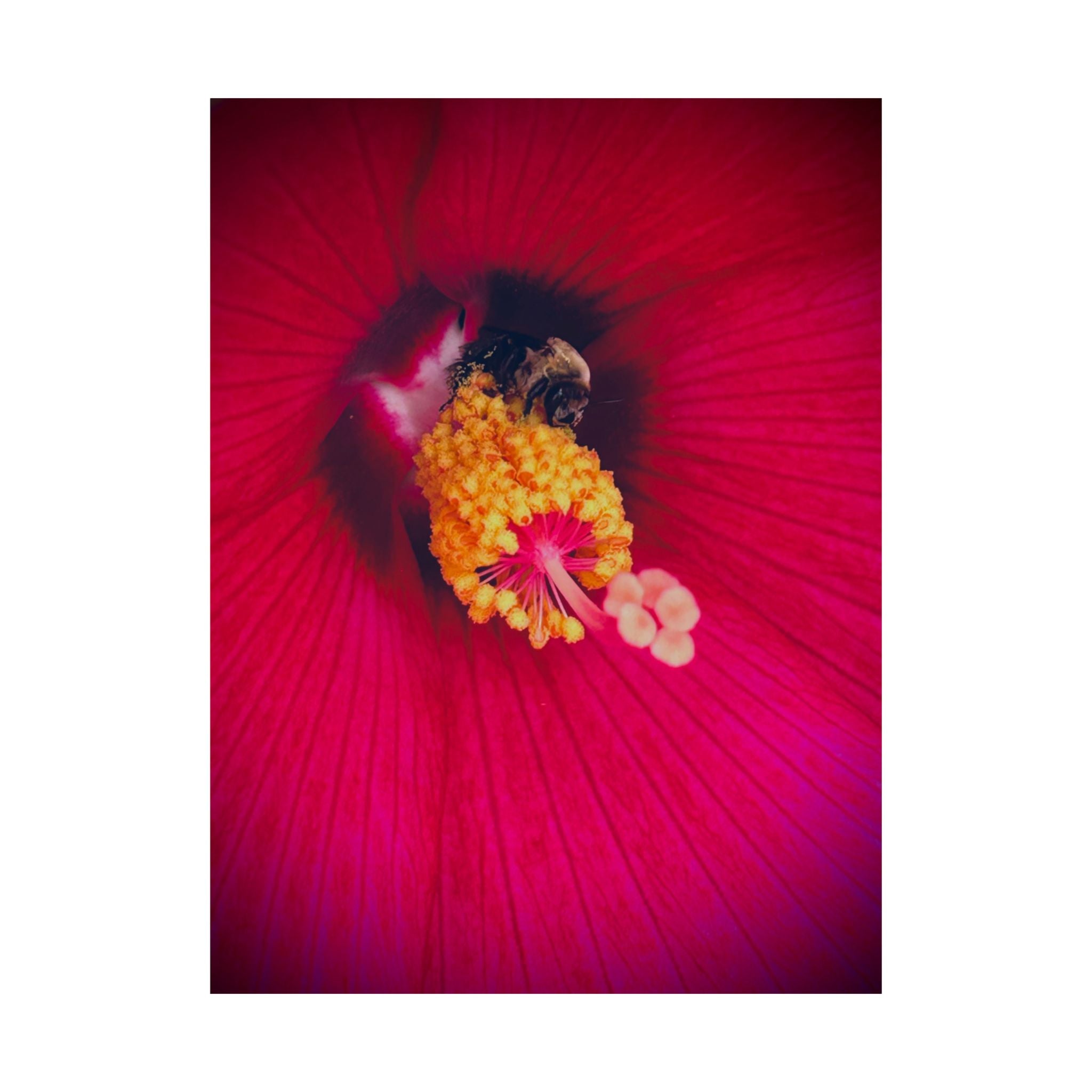 Floral Close-Up Matte Poster — Red Hibiscus with Bee