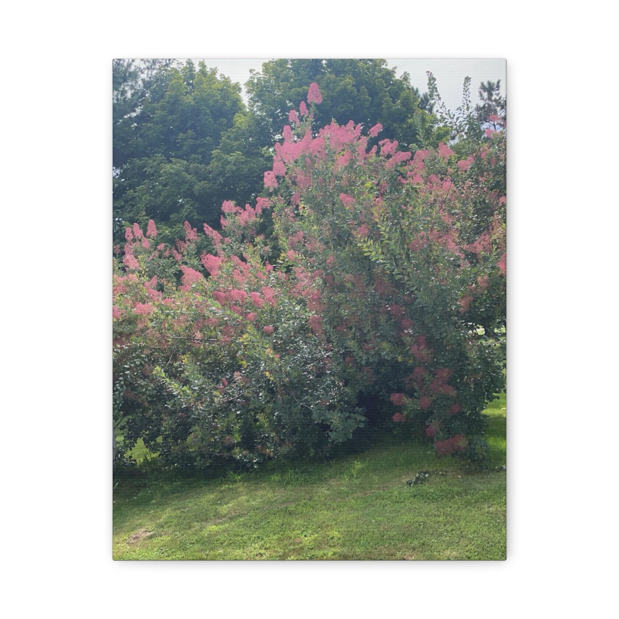 Smoke Bush Matte Canvas Print — Stretched 1.25" Wall Art
