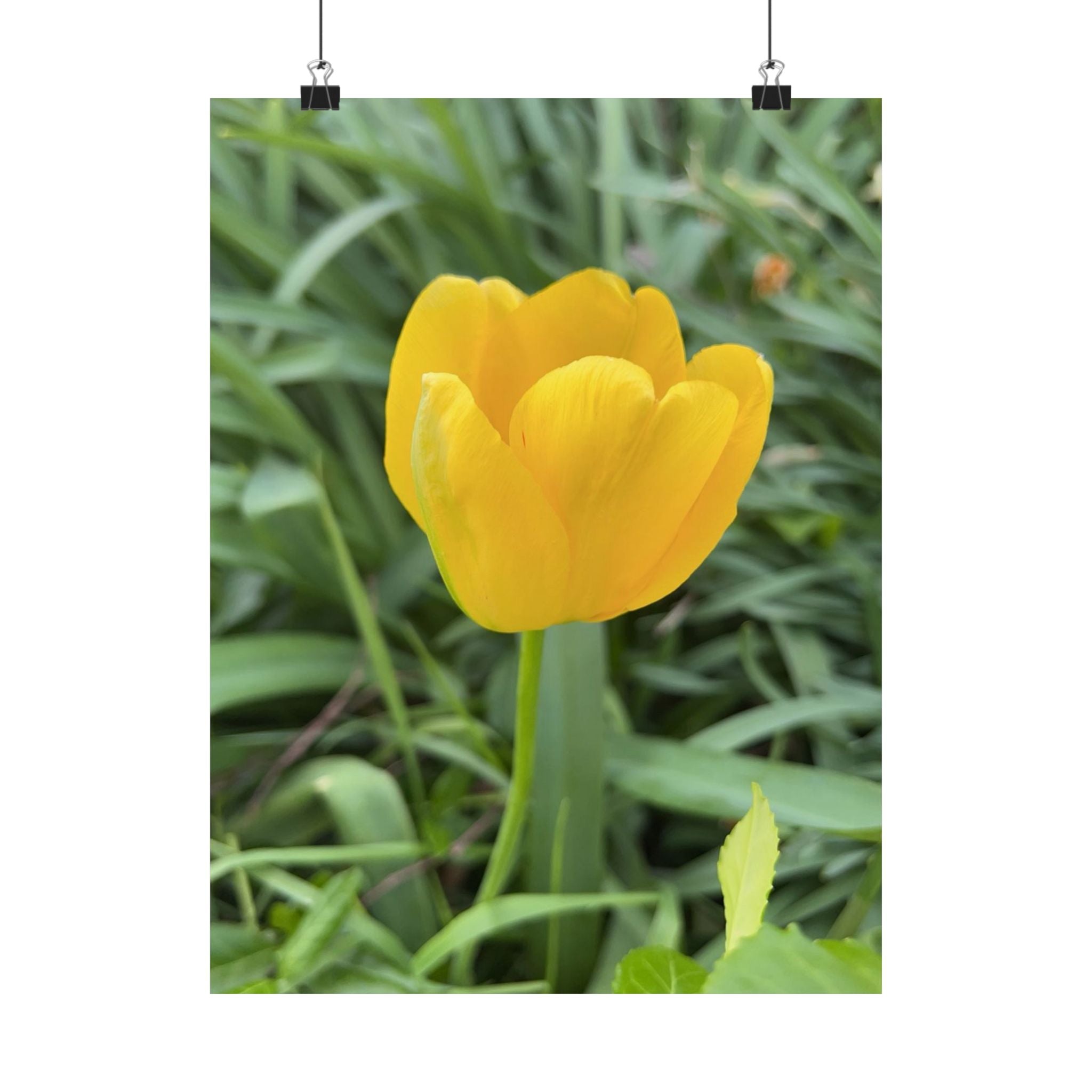 Yellow Tulip Matte Poster — Vertical Floral Wall Art