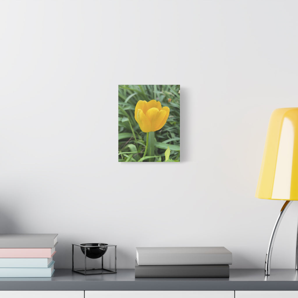 Yellow Tulip Canvas Print — Spring Floral Wall Art, Matte Stretched 1.25"