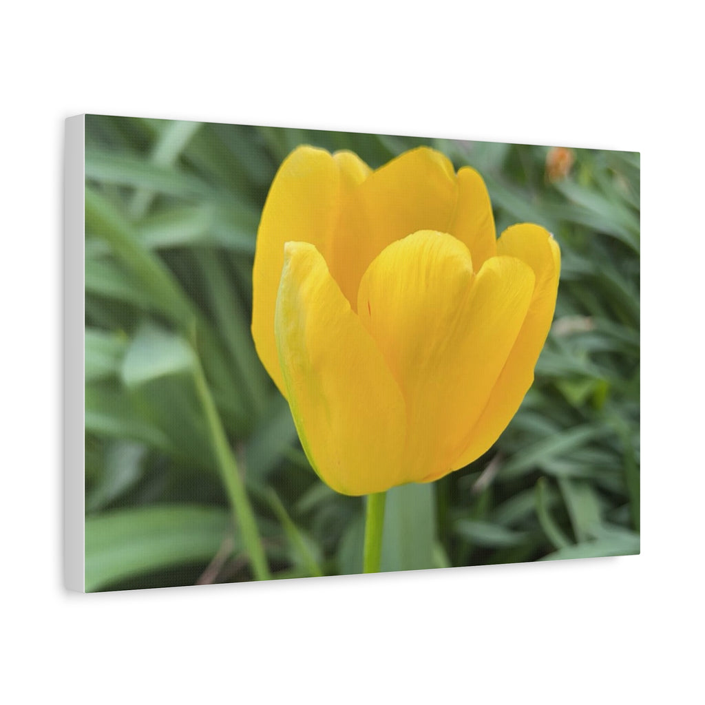 Yellow Tulip Canvas Print — Spring Floral Wall Art, Matte Stretched 1.25"