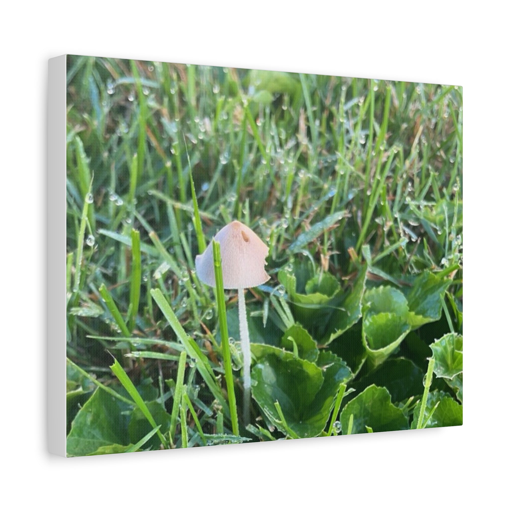 Mushroom in Grass Matte Canvas Wall Art – Nature Photography, Stretched 1.25"