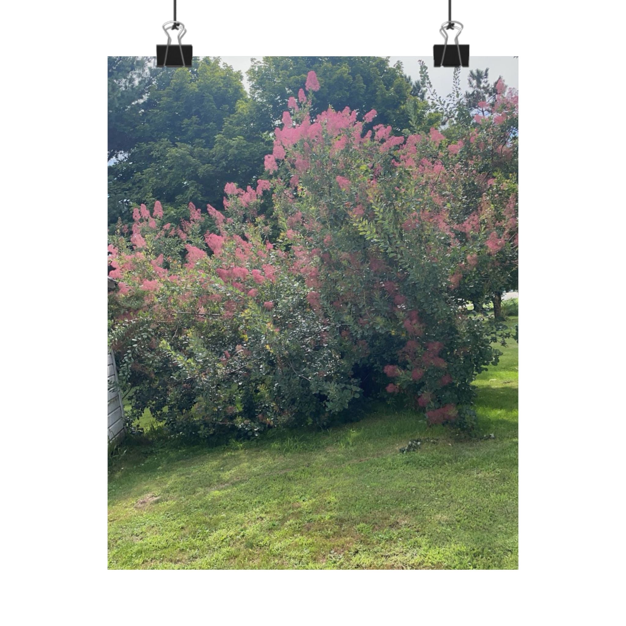 Smoke Bush Poster — Matte Vertical Floral Wall Art
