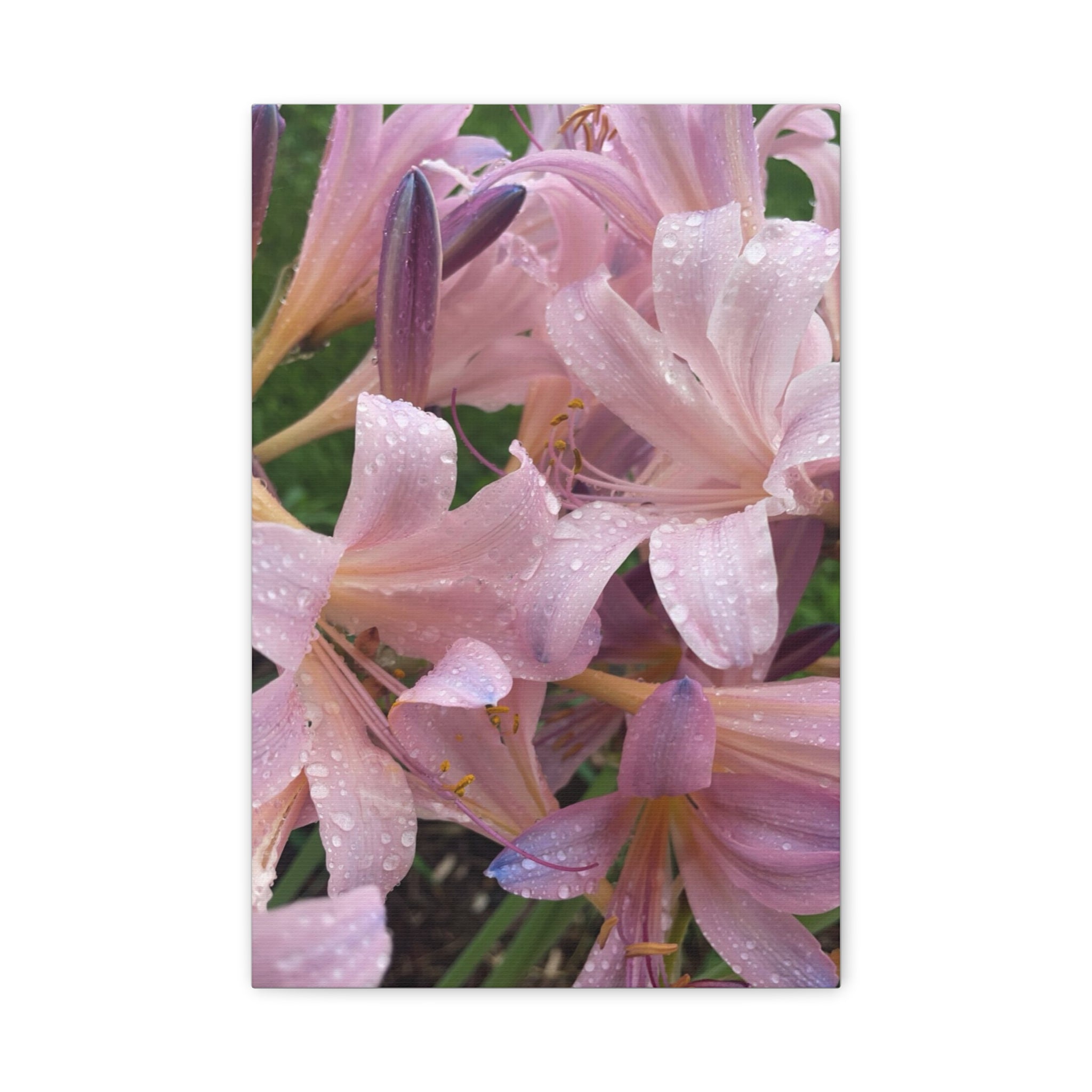 Pink Rain Lily Canvas Print — Matte Stretched Wall Art