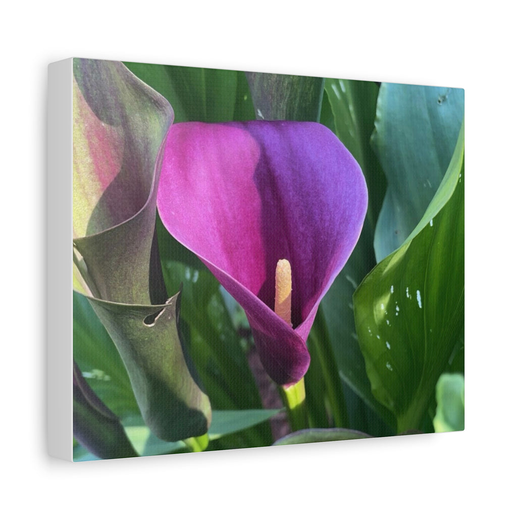 Purple Calla Lily Canvas Wall Art — Stretched Matte Floral Print