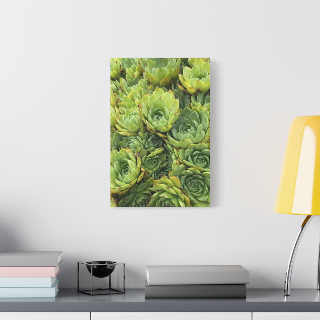 Succulent Wall Art Canvas – Green Succulent Garden Matte Stretched Print