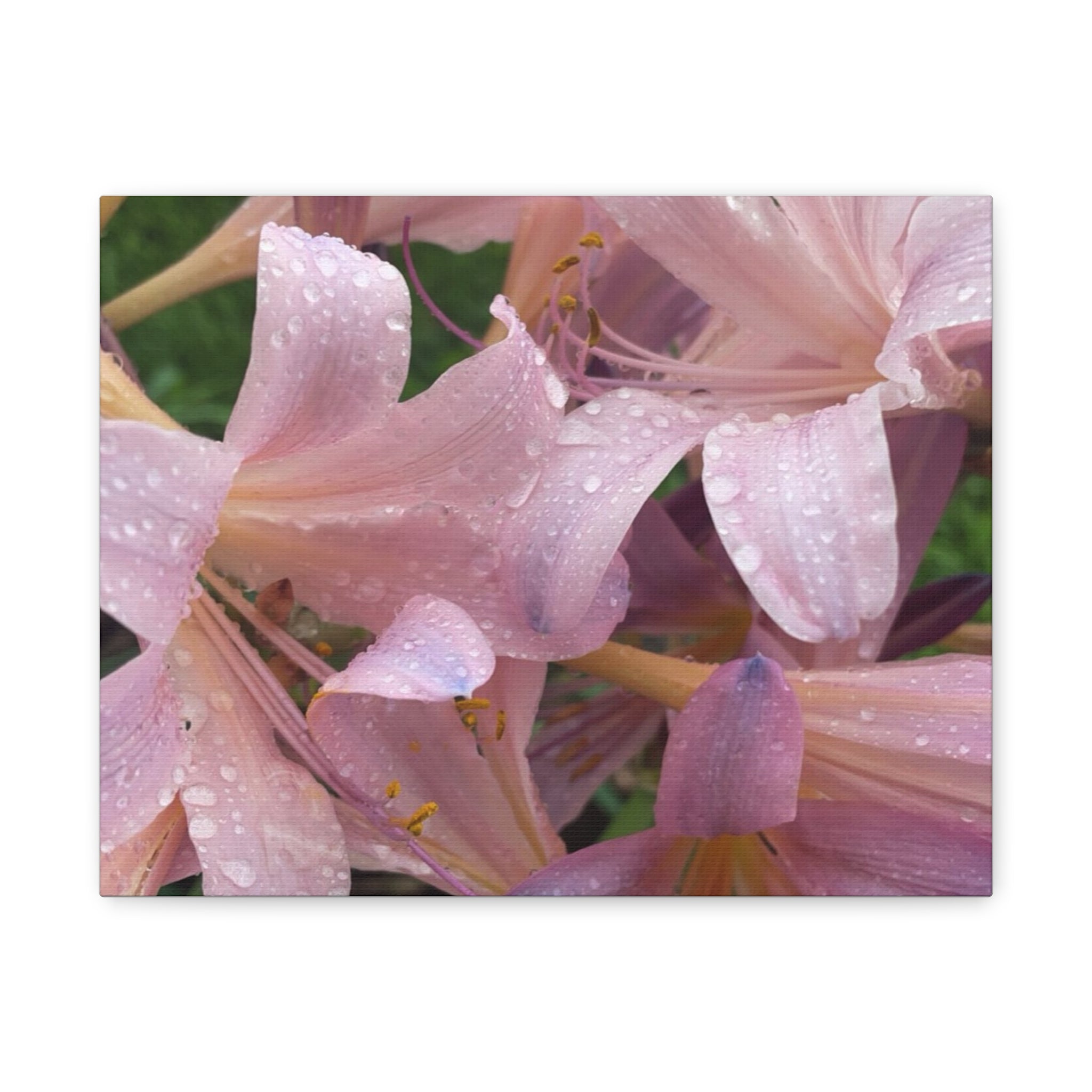 Pink Rain Lily Canvas Print — Matte Stretched Wall Art