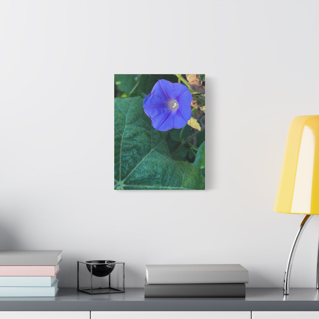 Morning Glory Canvas Wall Art — Vibrant Purple Flower Matte Stretched Canvas