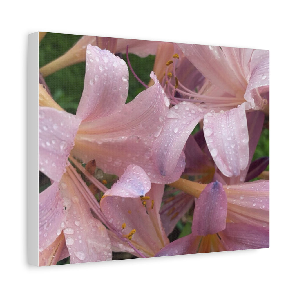 Pink Rain Lily Canvas Print — Matte Stretched Wall Art