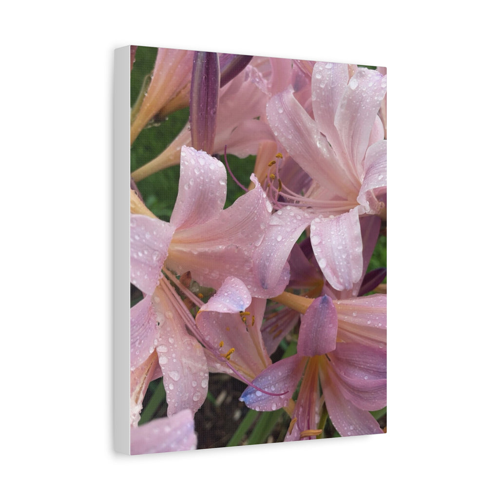 Pink Rain Lily Canvas Print — Matte Stretched Wall Art