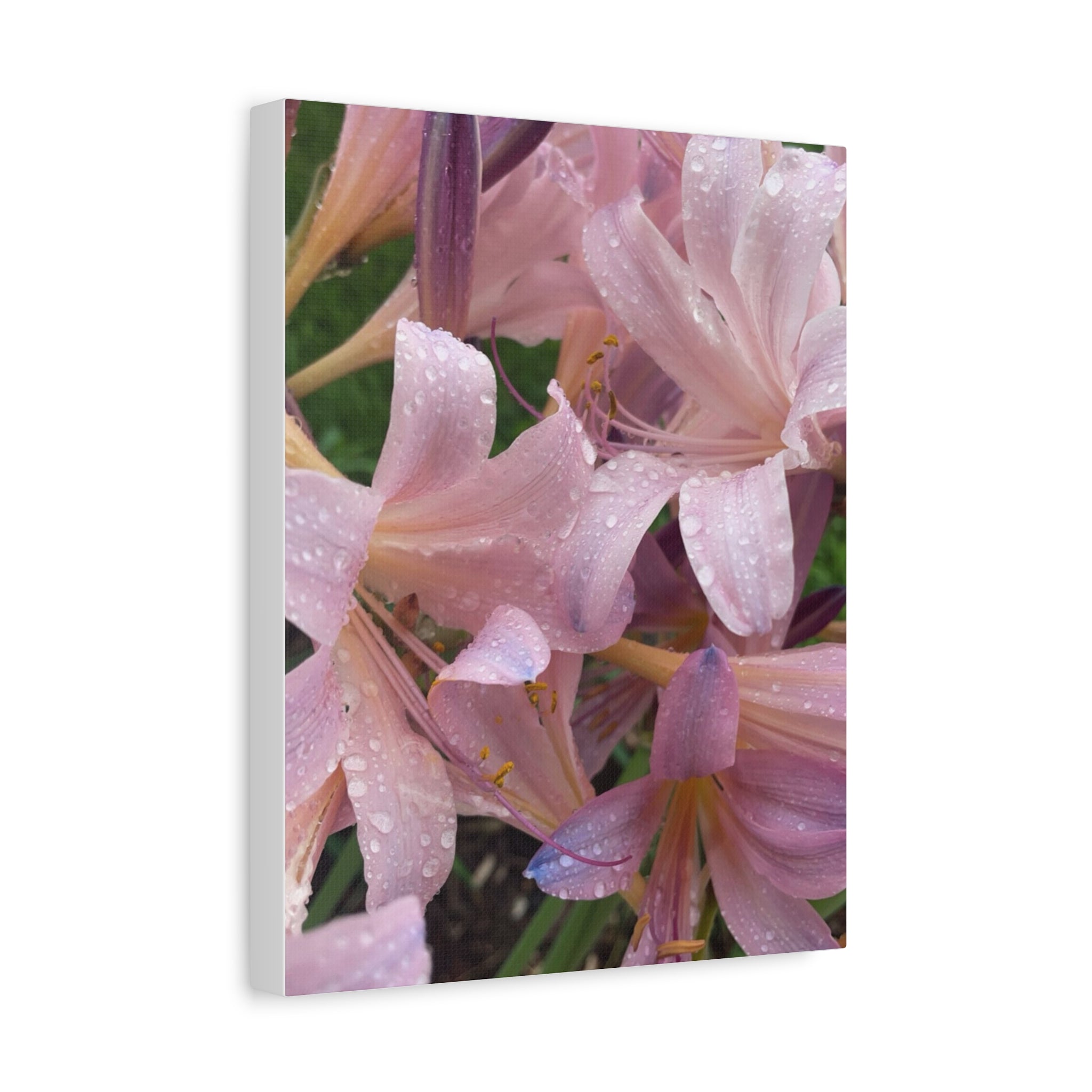 Pink Rain Lily Canvas Print — Matte Stretched Wall Art