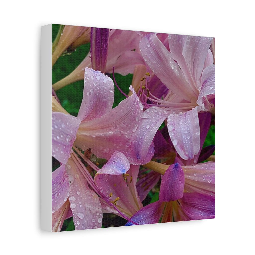 Rainy Pink Lilies Canvas Print