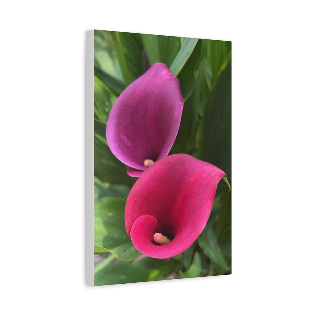 Two Pink Calla Lily Canvas Print — Matte Stretched Floral Wall Art