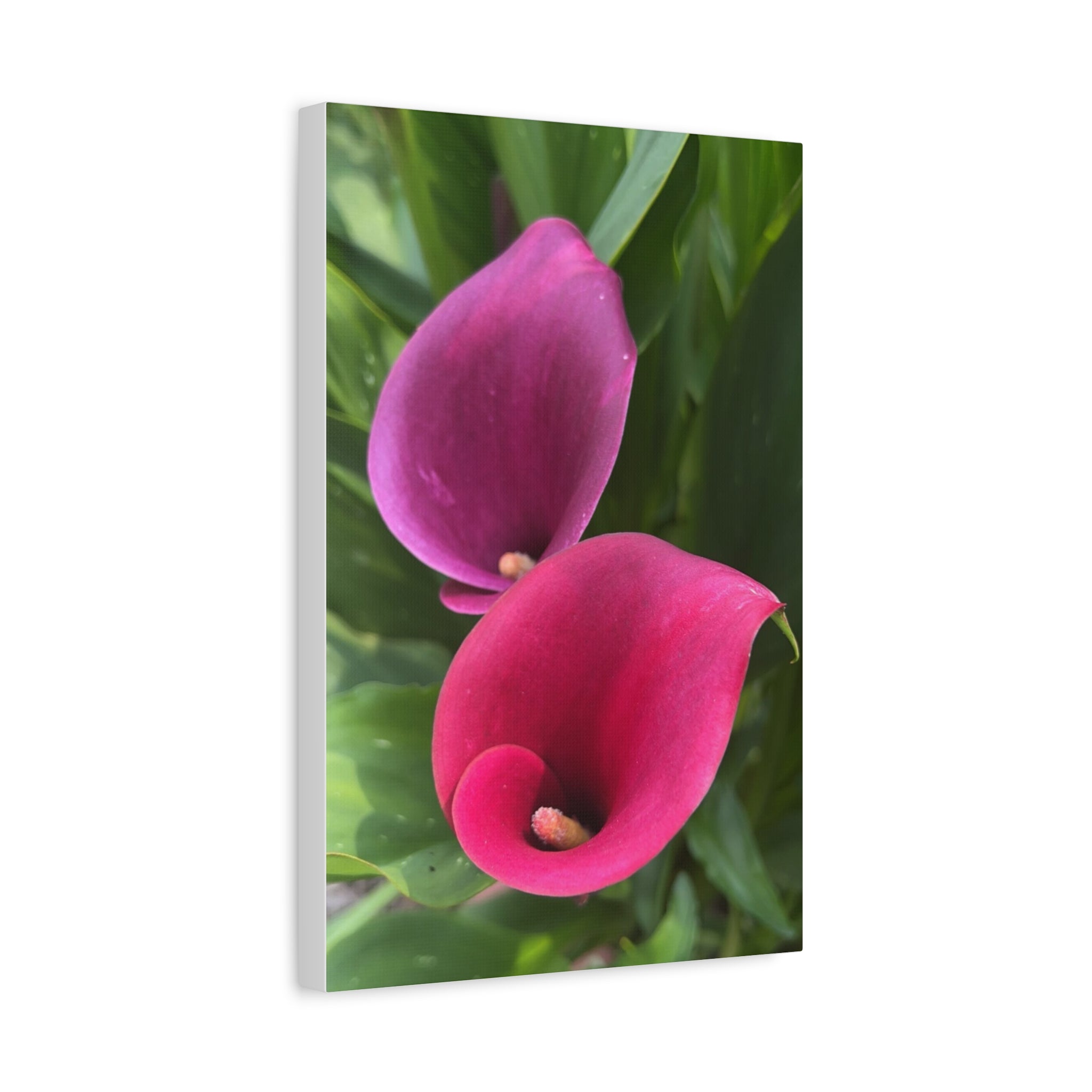 Two Pink Calla Lily Canvas Print — Matte Stretched Floral Wall Art