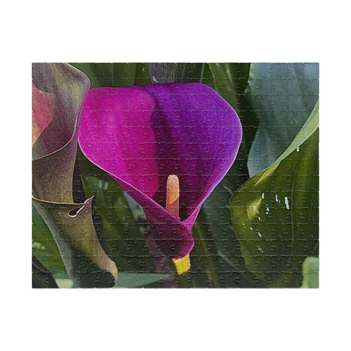 Purple Calla Lily Jigsaw Puzzle