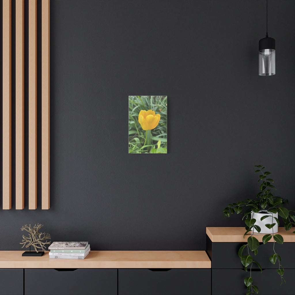 Yellow Tulip Canvas Print — Spring Floral Wall Art, Matte Stretched 1.25"