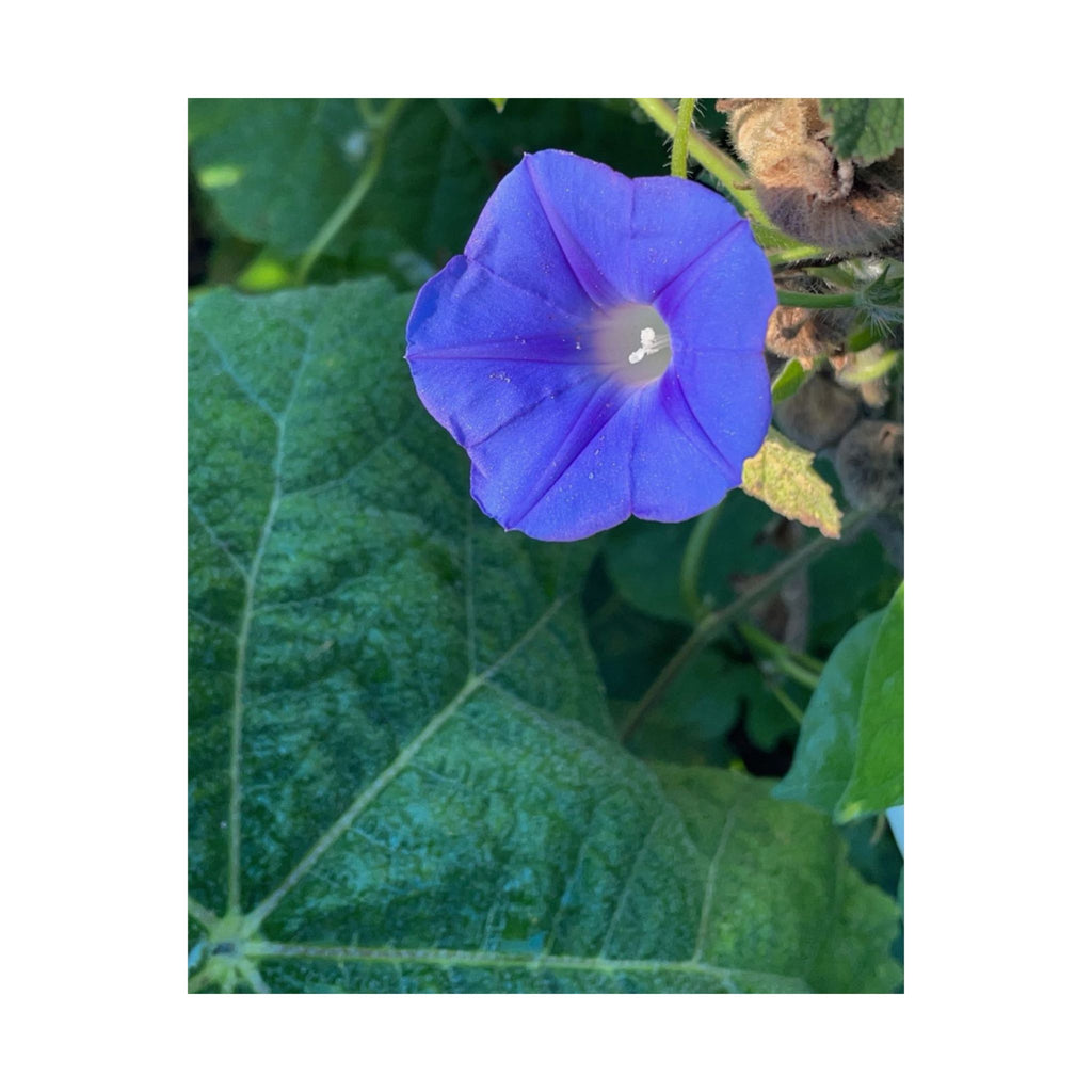 Morning Glory Floral Poster — Matte Vertical Botanical Wall Art