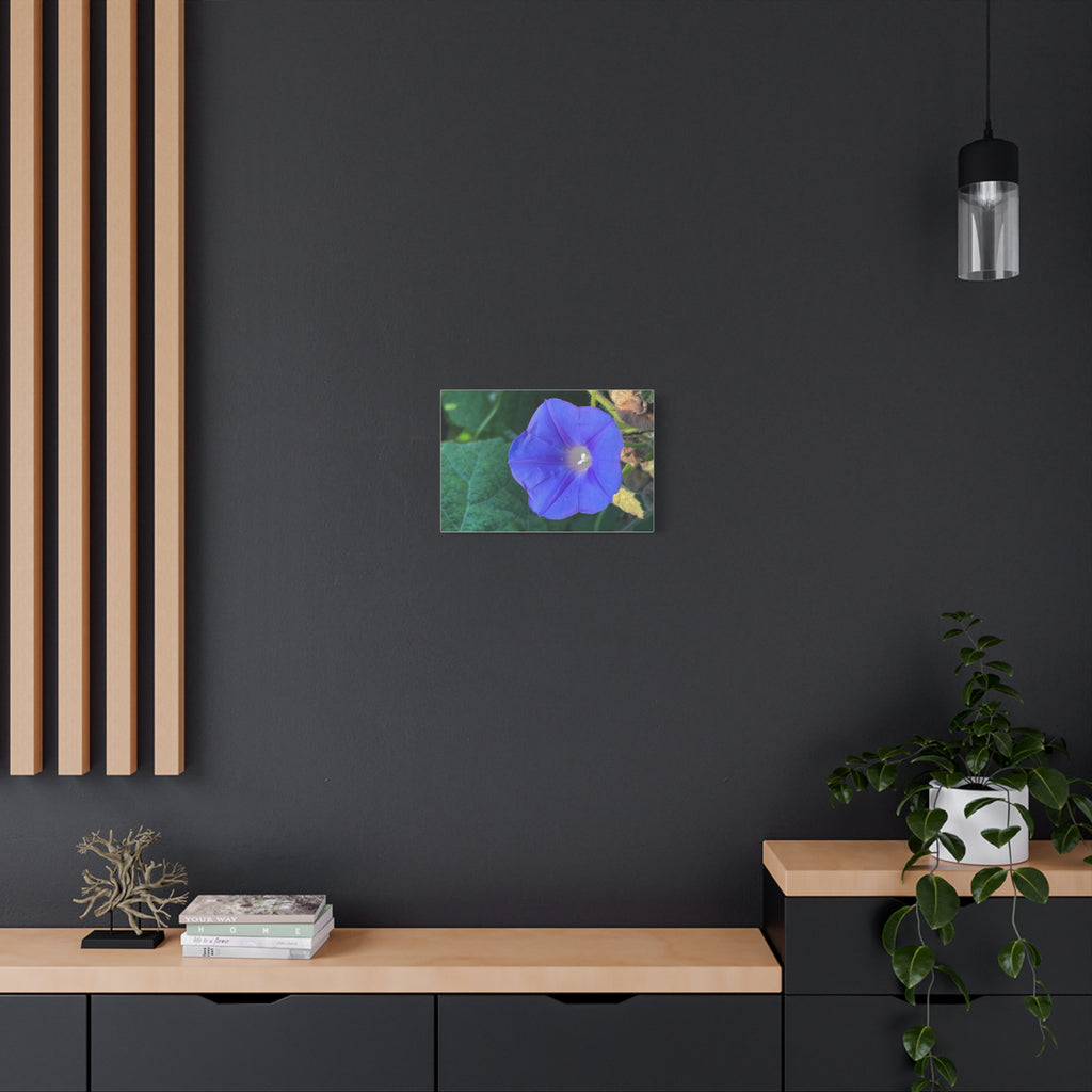 Morning Glory Canvas Wall Art — Vibrant Purple Flower Matte Stretched Canvas