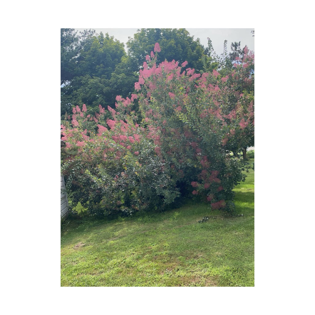 Smoke Bush Poster — Matte Vertical Floral Wall Art
