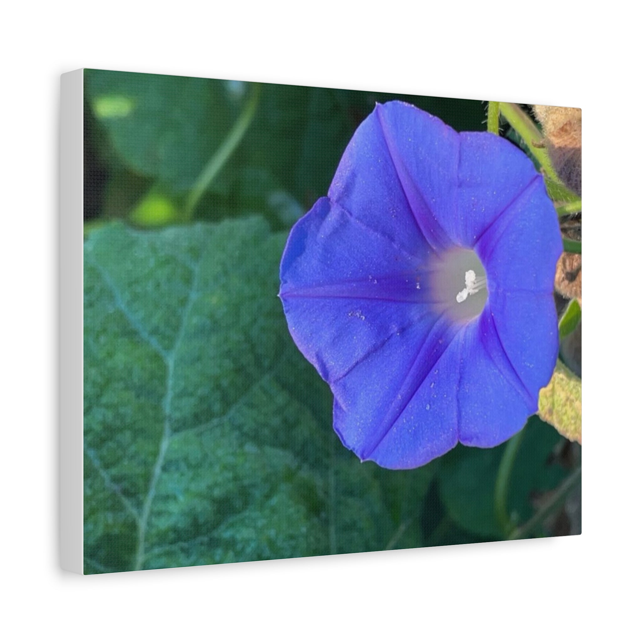 Morning Glory Canvas Wall Art — Vibrant Purple Flower Matte Stretched Canvas