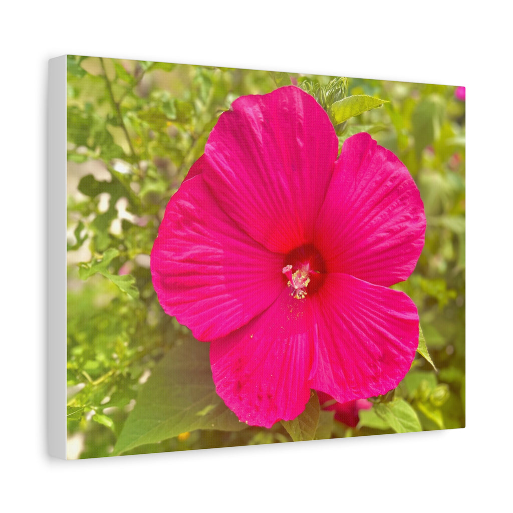 Pink Hibiscus Floral Canvas Print — Matte Stretched Wall Art