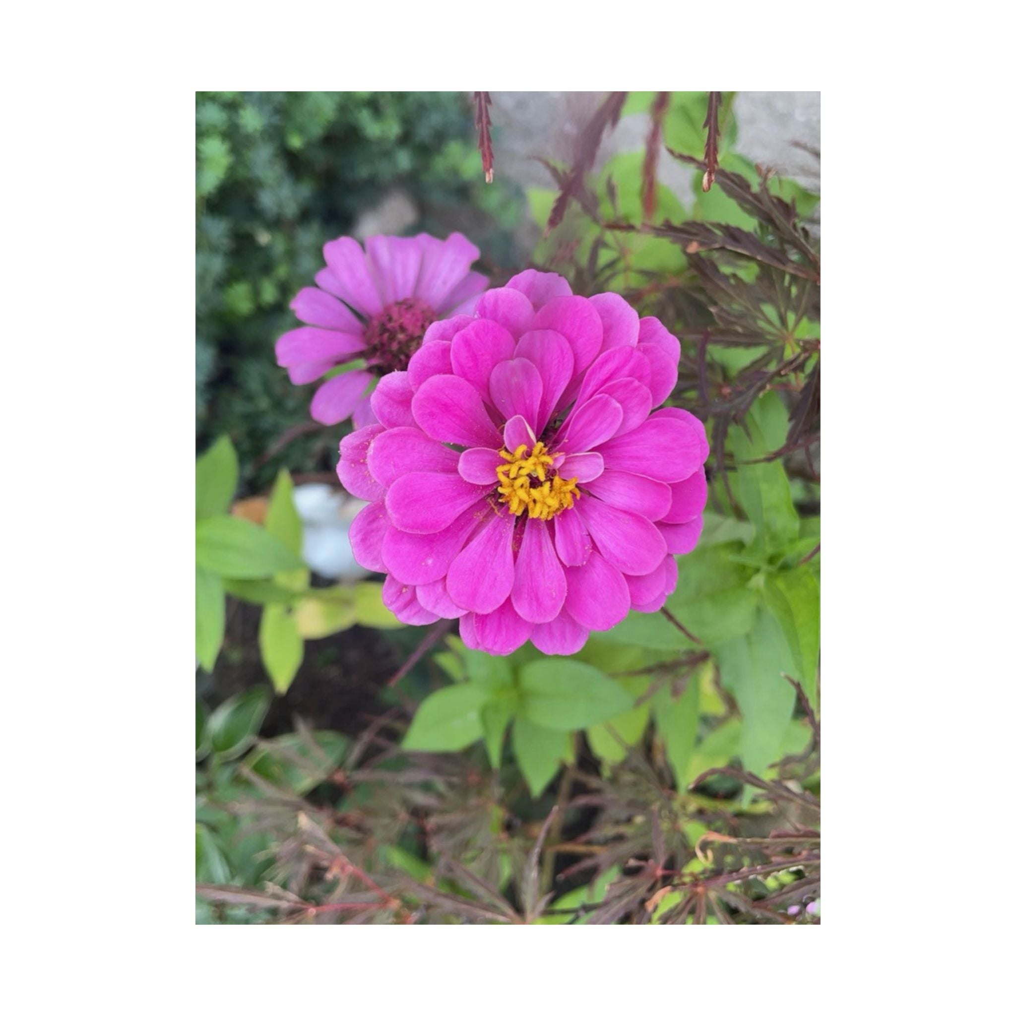 Pink Zinnia Floral Poster — Matte Vertical Flower Wall Art
