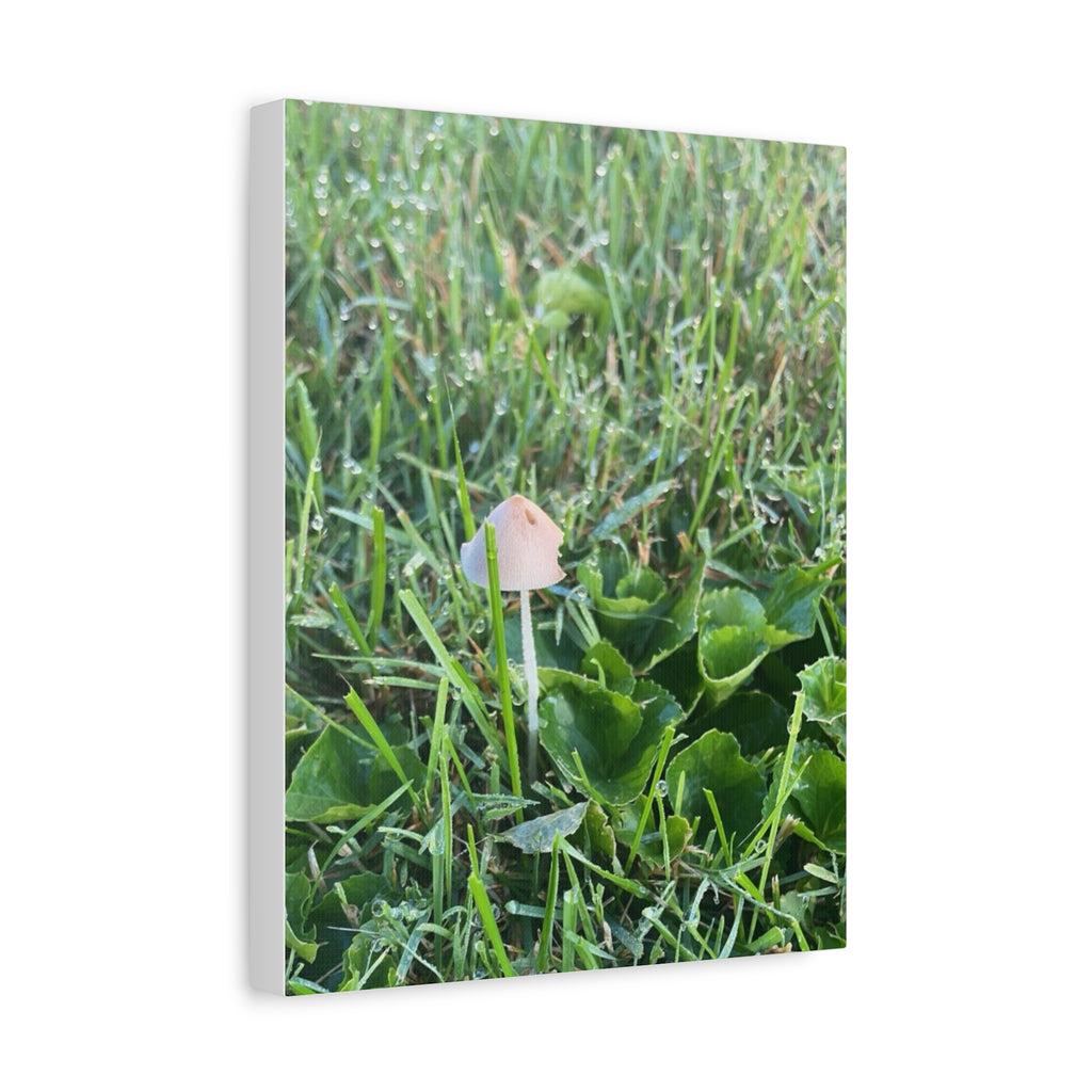 Mushroom in Grass Matte Canvas Wall Art – Nature Photography, Stretched 1.25"