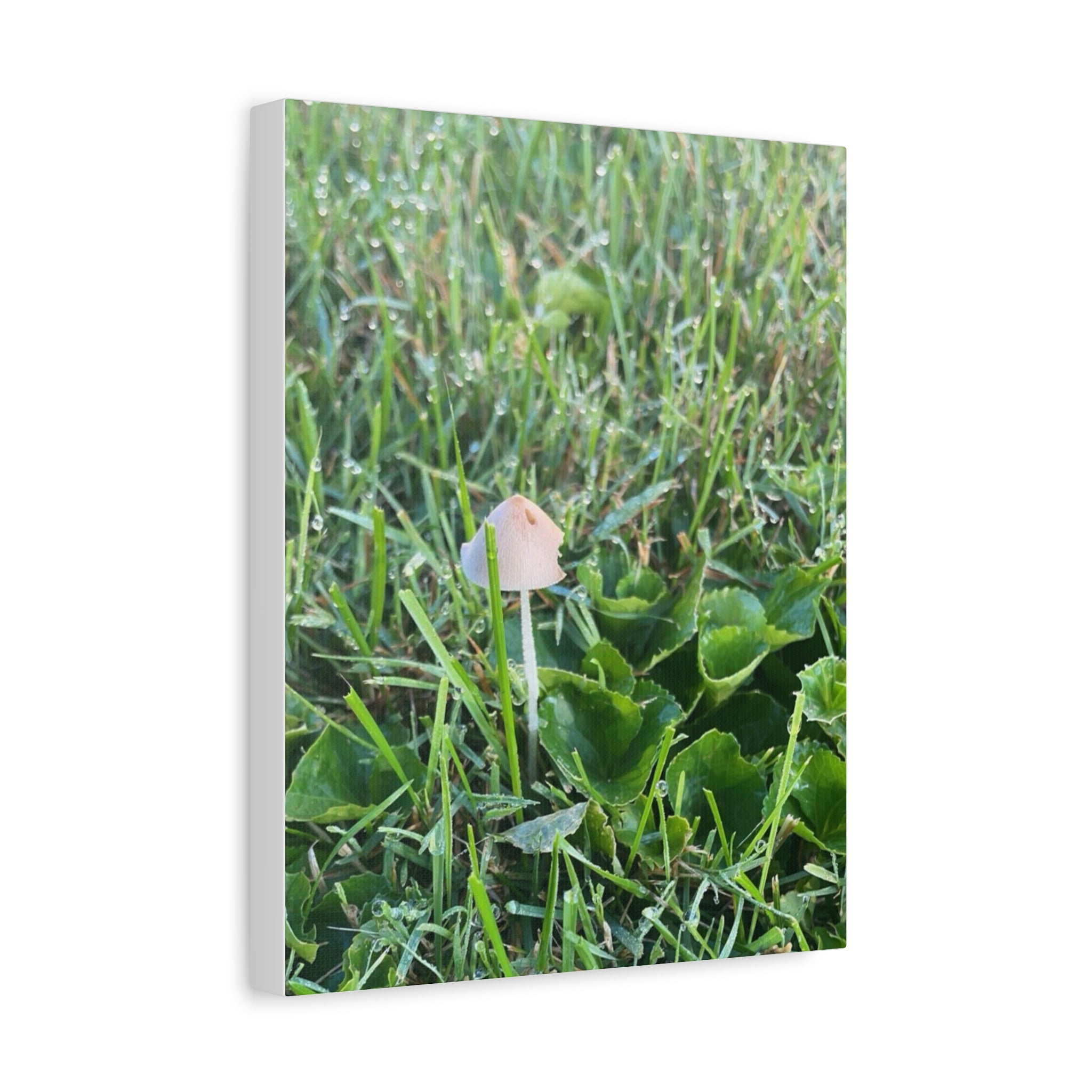 Mushroom in Grass Matte Canvas Wall Art – Nature Photography, Stretched 1.25"