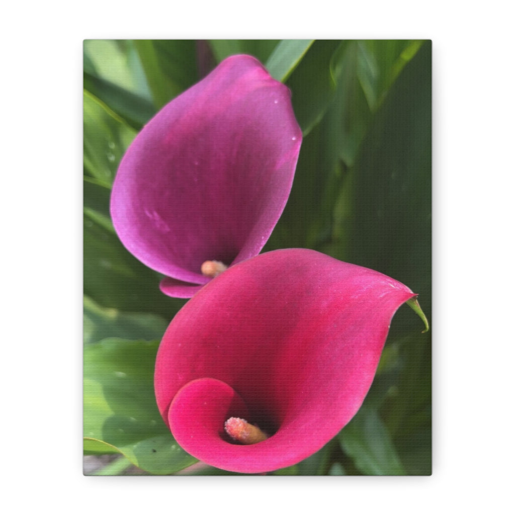 Two Pink Calla Lily Canvas Print — Matte Stretched Floral Wall Art