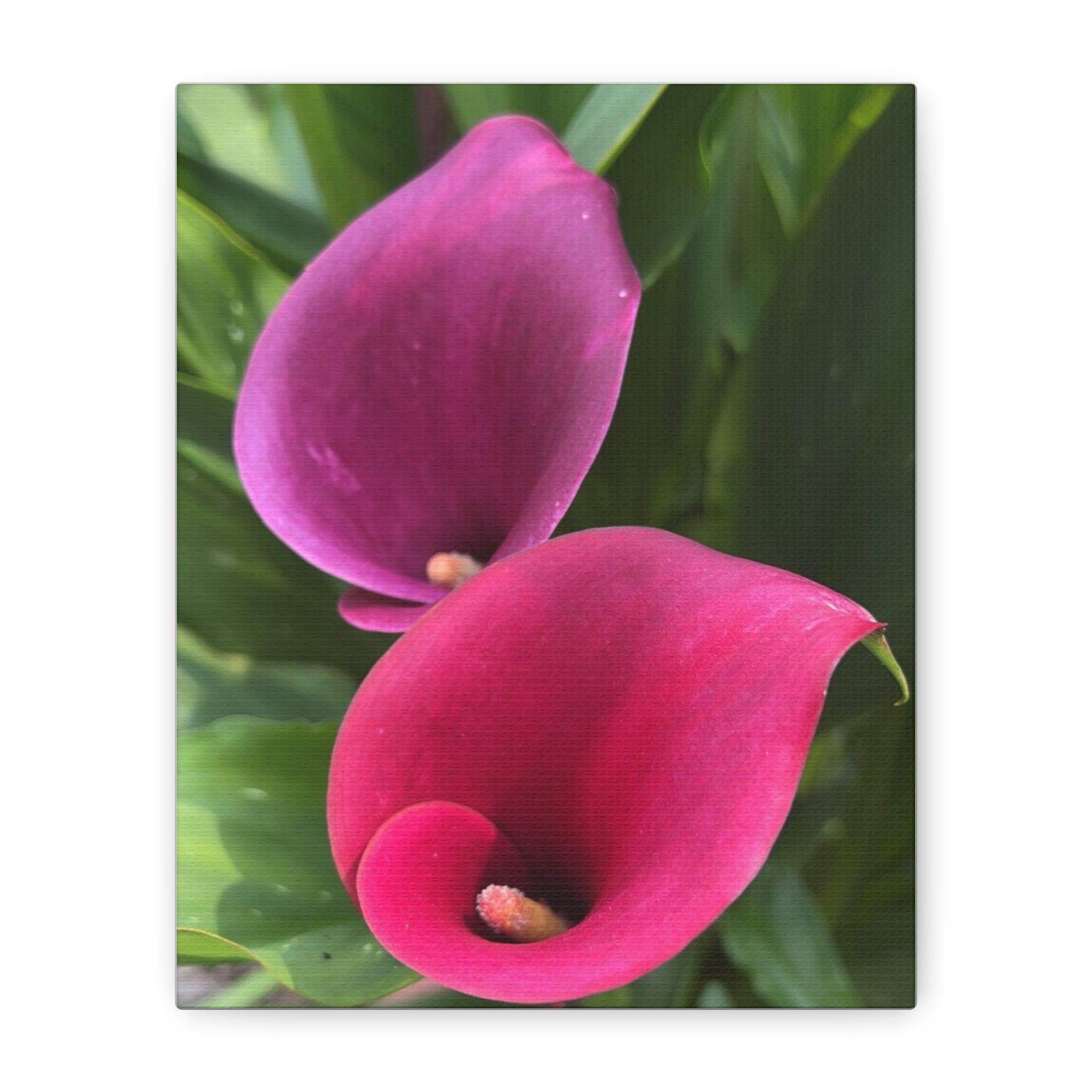 Two Pink Calla Lily Canvas Print — Matte Stretched Floral Wall Art