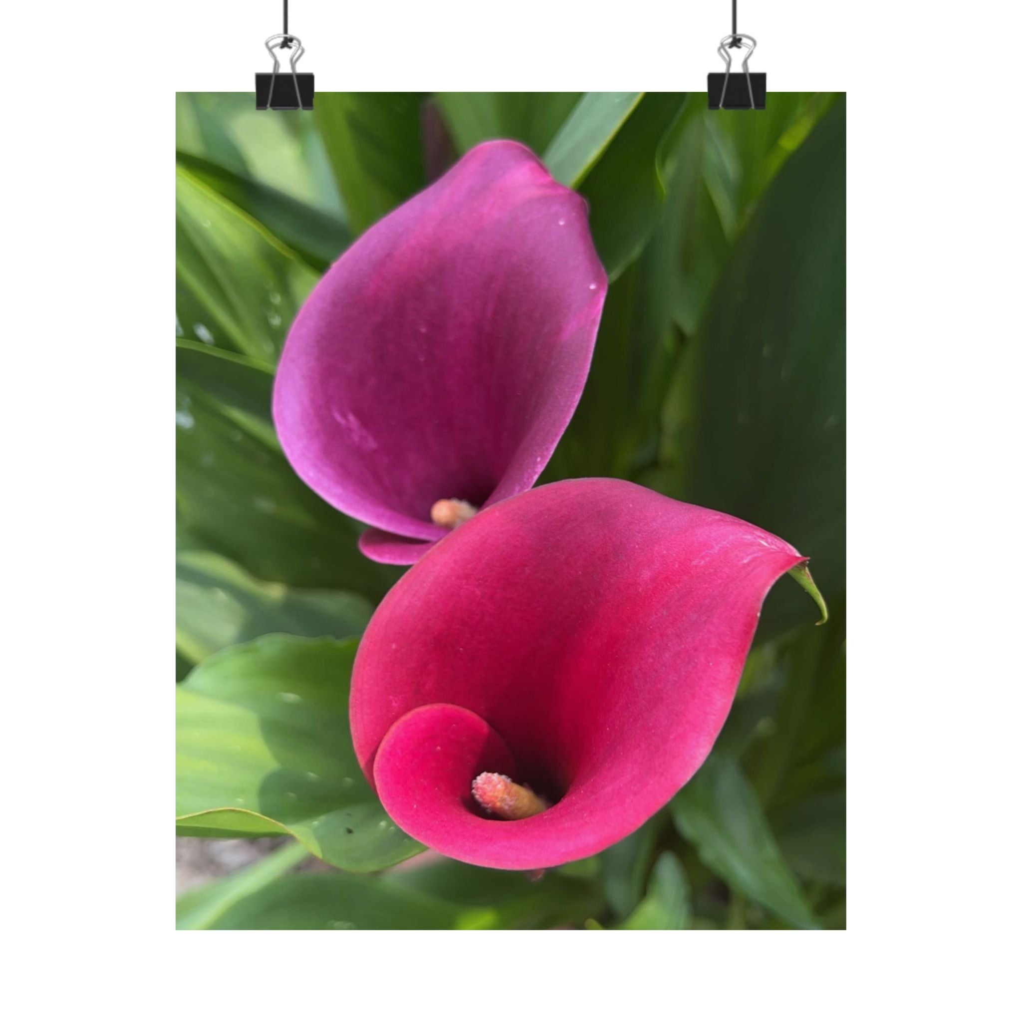 Pink Calla Lily Matte Poster — Floral Vertical Wall Art for Home & Office