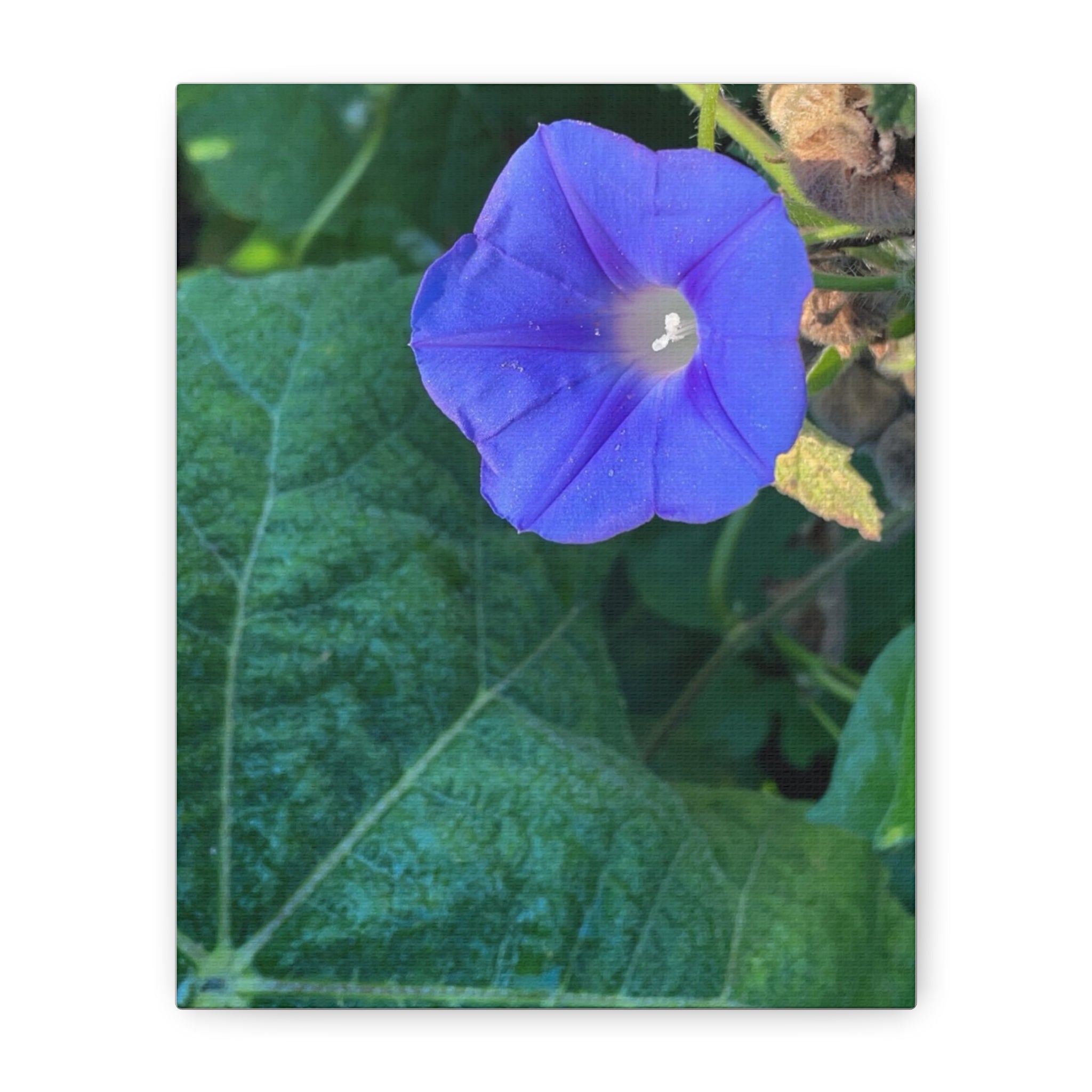 Morning Glory Canvas Wall Art — Vibrant Purple Flower Matte Stretched Canvas