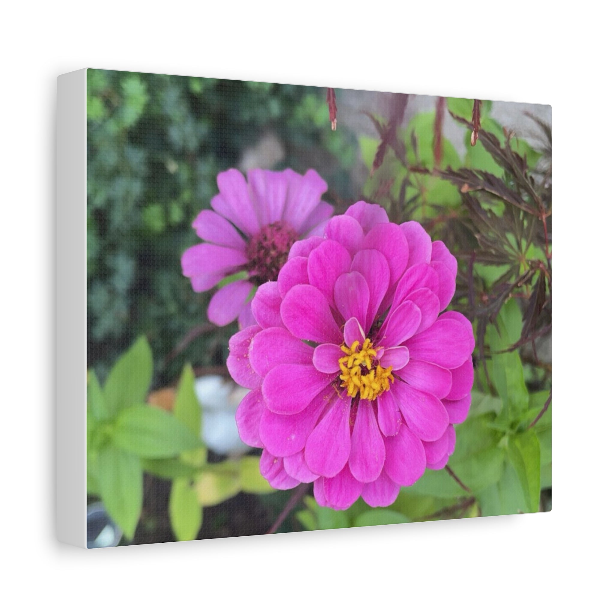 Pink Zinnia Floral Canvas Print — Matte Stretched Wall Art