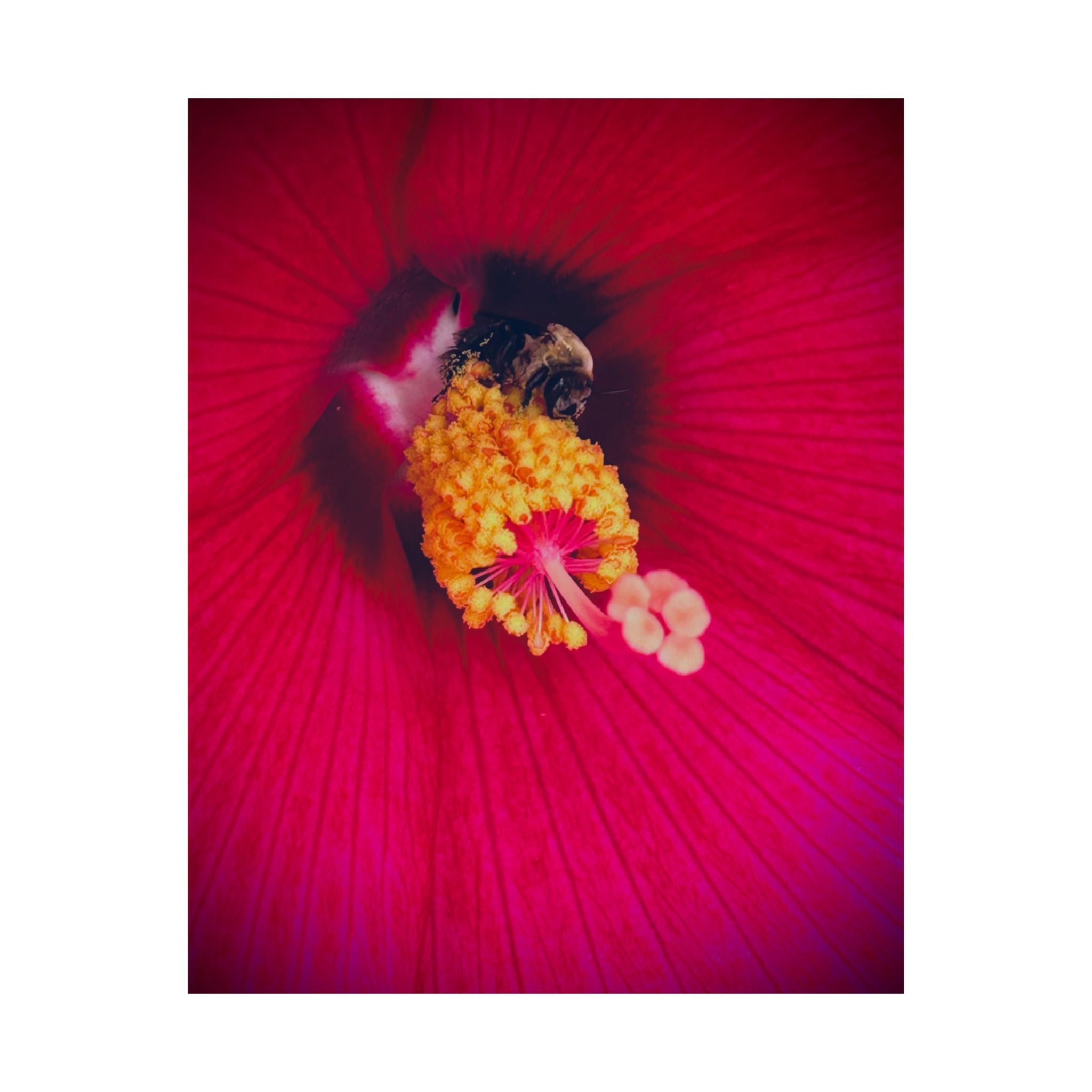 Floral Close-Up Matte Poster — Red Hibiscus with Bee