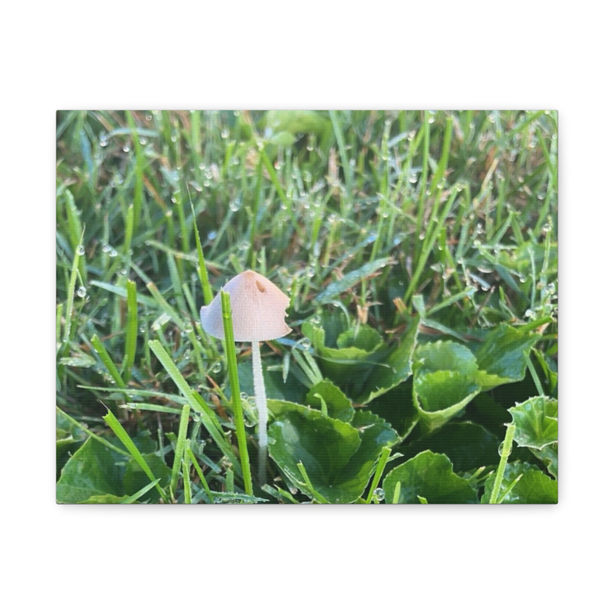 Mushroom in Grass Matte Canvas Wall Art – Nature Photography, Stretched 1.25"