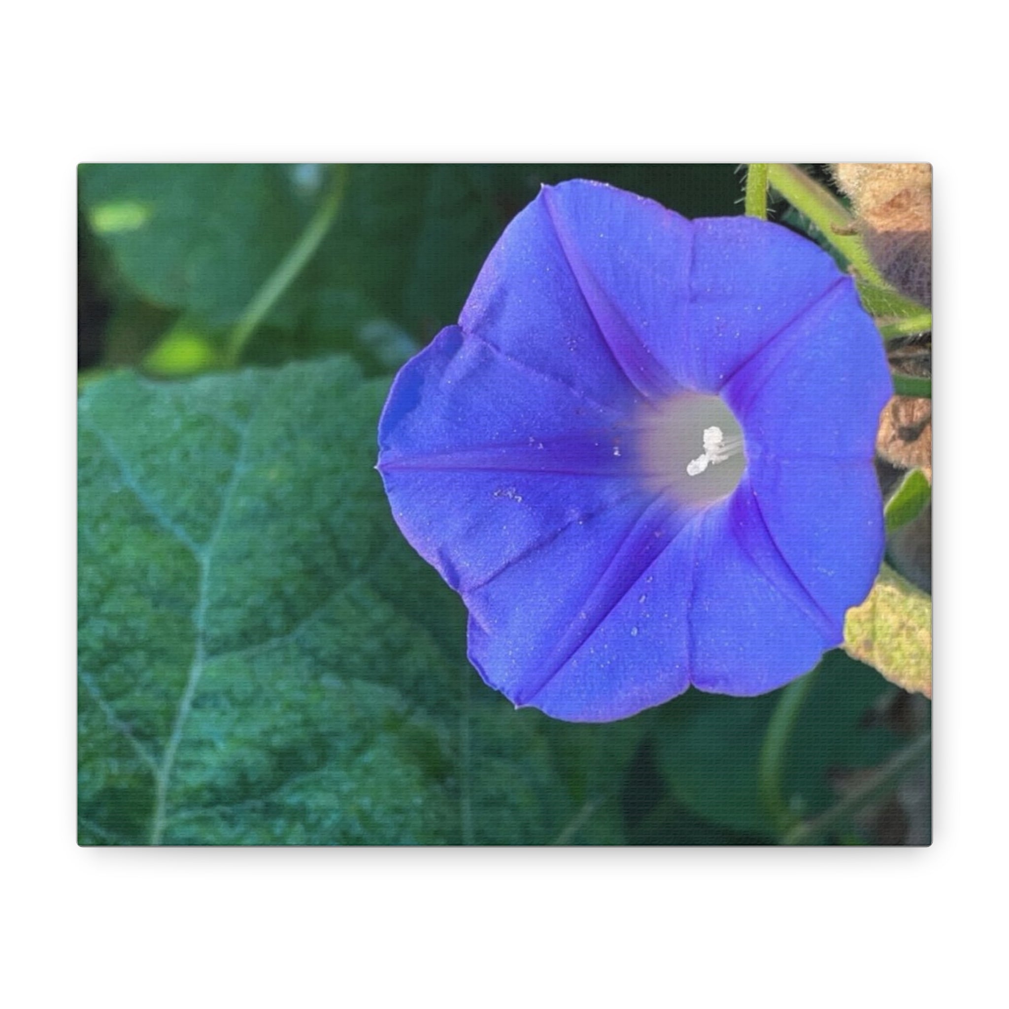 Morning Glory Canvas Wall Art — Vibrant Purple Flower Matte Stretched Canvas