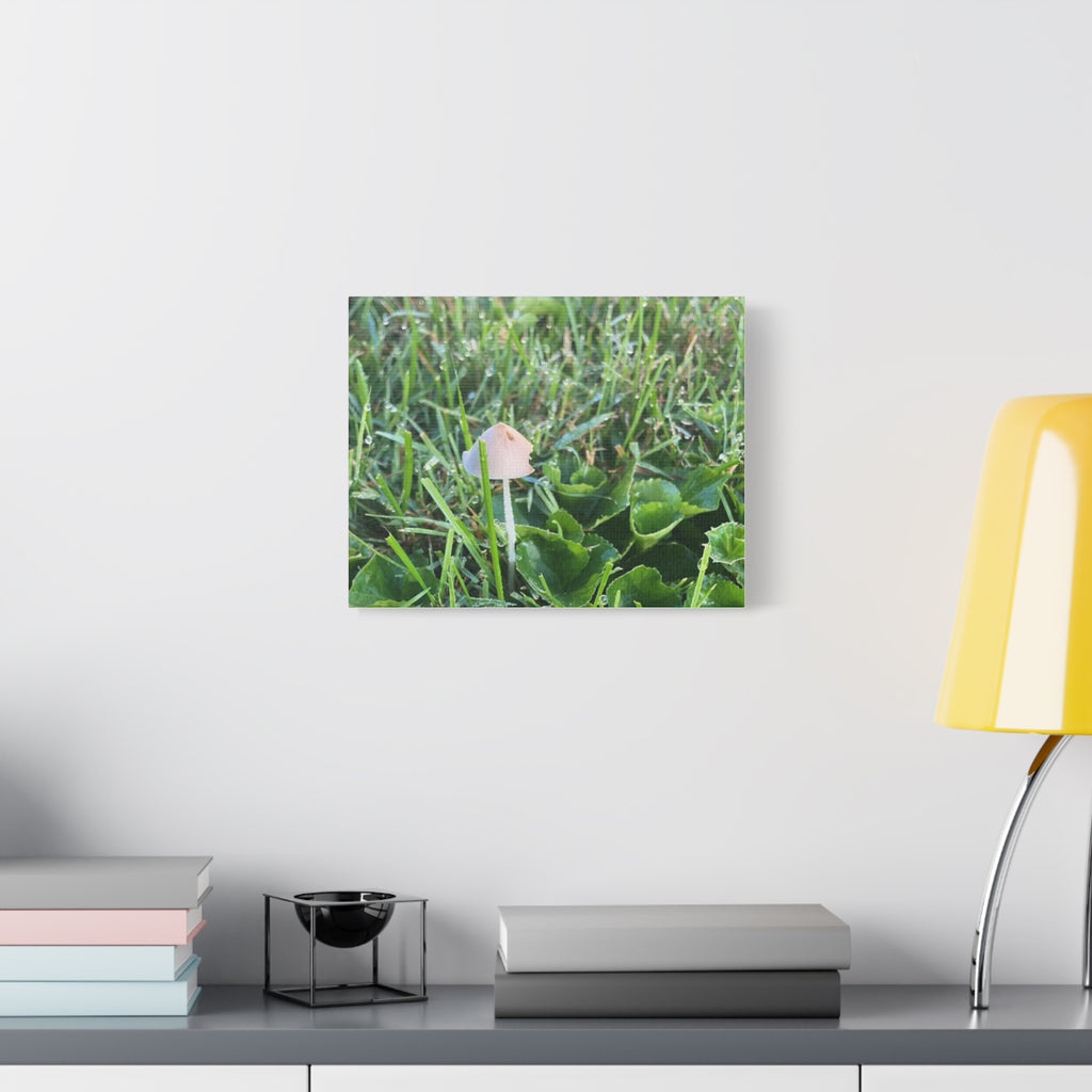 Mushroom in Grass Matte Canvas Wall Art – Nature Photography, Stretched 1.25"
